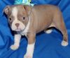 boston terrier pups available now