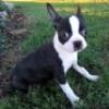 Back to Boston Terrier Puppies