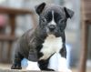 Beautiful F1 Boston terrier Puppies For Sale