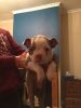 Stunning Kc Registered Boston Terrier Puppies