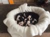 Beautiful Quality Boston Terrier Puppies For Sale