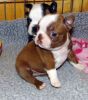 Boston Terrier pups for Good home