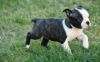 Charming Boston Terrier Puppies Now Ready