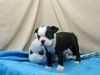Stunning Litter Of Boston Terrier Puppies Share Tweet +1 Pin it