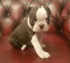 Boston Terrier Puppy for sale