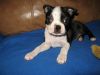 Black and White Boston Terriers Puppies For Sale