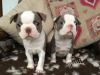 Coloured Boston Terrier Puppies 3 Available