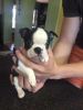 2 Stunning Boston Terrier Puppies for sale Please Text me at : (570) 9