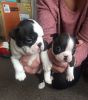 Kc Registered Red & White Boston Terrier Puppies
