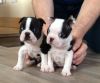 Boston Terrier Pups For Sale