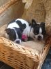 MALE AND FEMALE BOSTON TERRIER PUPS