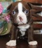 AKC registered Boston Terrier puppy