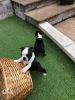 KUSA Registered Boston Terrier puppies for sale