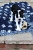 Beautiful Litter Of Boston Terriers