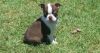 Healthy Red and White Boston Terrier puppies