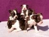Red N White *absolutely Gorgeous Boston Babies