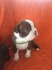 Red Boston Terrier Puppies