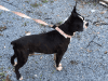 Male Boston Terrier