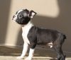 Black and White Boston Terrier Puppies For Lovely Homes
