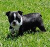 (Mig )Boston Terrier Puppies for Sale