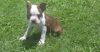 Lovely Boston Terrier puppies for sale