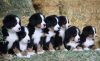 Bernese Mountain Puppies. Ready now.,text us on (xxx)-xxx-xxxx