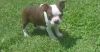 AKC Boston Terrier Puppies For Sale