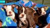 Boston Terrier X Puppies -3 Boys &2 Girls