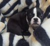 Red Boston Terrier Puppies For Sale