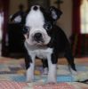 Nice and Healthy Boston Terrier Puppies Available