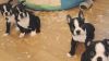 Boston Terrie puppies for sale