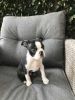 Health Tested Boston Terrier puppies