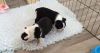 chunky brothers of BOSTON TERRIER