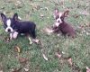 Truthful Boston Terrier Puppies for Sale
