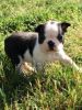 Lovely and Fundamental Boston Terrier Puppies
