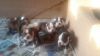Champagne AKC Reg Boston Terrier Puppies-