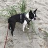 Expecting- AKC Boston Terrier Puppies- Ch. Bloodlines
