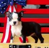 French Bull dog puppies for sale