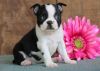 Healthy male and female Boston Terrier puppies