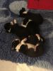 Stunning Boston Terrier Puppies For Sale