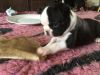 Stunning Boston Terrier Pup for sale.