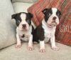Kc Red & White Boston Terriers 4 Available