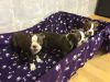 Gorgeous Boston Terrier puppies for sale. They