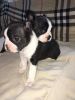 Kc Red & White Boston Terriers 4 Available
