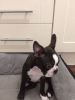Kc Red & White Boston Terriers 3 Available