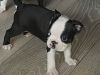 Boston Pups Sired By Ch Wildax White Sock