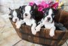 Show Quality Pups From Health Tested Parents