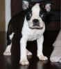 Boston Terrier puppies now available