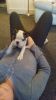 Beautiful Boston Terrier Puppies For Sale