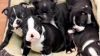 7 Beautiful Blue And Black Boston Terriers